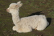alpaca for sale