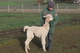 alpaca for sale