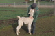 alpaca for sale