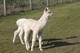 alpaca for sale
