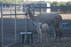 alpaca for sale