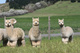 alpaca for sale