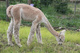 alpaca for sale