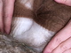 alpaca for sale