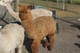 alpaca for sale