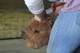 alpaca for sale