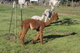 alpaca for sale