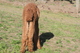 alpaca for sale