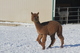 alpaca for sale