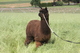 alpaca for sale