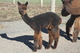 alpaca for sale
