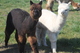 alpaca for sale