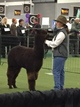 alpaca for sale