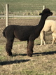alpaca for sale