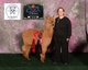alpaca for sale