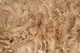 alpaca for sale