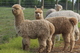 alpaca for sale