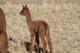alpaca for sale