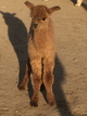 alpaca for sale