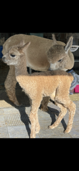 alpaca for sale
