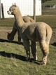 alpaca for sale