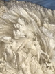 alpaca for sale