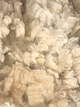 alpaca for sale