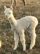 alpaca for sale
