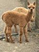 alpaca for sale