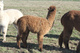 alpaca for sale