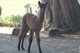 alpaca for sale