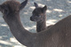 alpaca for sale