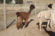 alpaca for sale