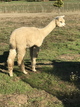 alpaca for sale