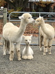 alpaca for sale