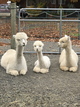 alpaca for sale