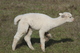 alpaca for sale