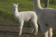 alpaca for sale