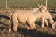 alpaca for sale