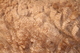 alpaca for sale