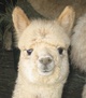 alpaca for sale