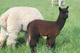 alpaca for sale