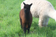alpaca for sale