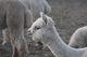 alpaca for sale