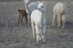 alpaca for sale