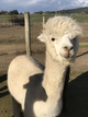 alpaca for sale