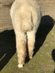 alpaca for sale