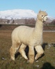 alpaca for sale