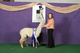 alpaca for sale