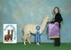 alpaca for sale